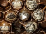 Come nasce un'ape
